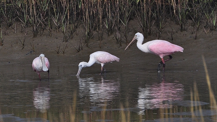 spoonbills